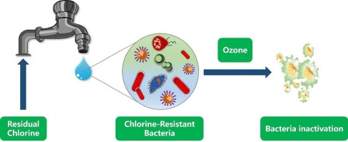 How does chlorine destroy waterborne germs?